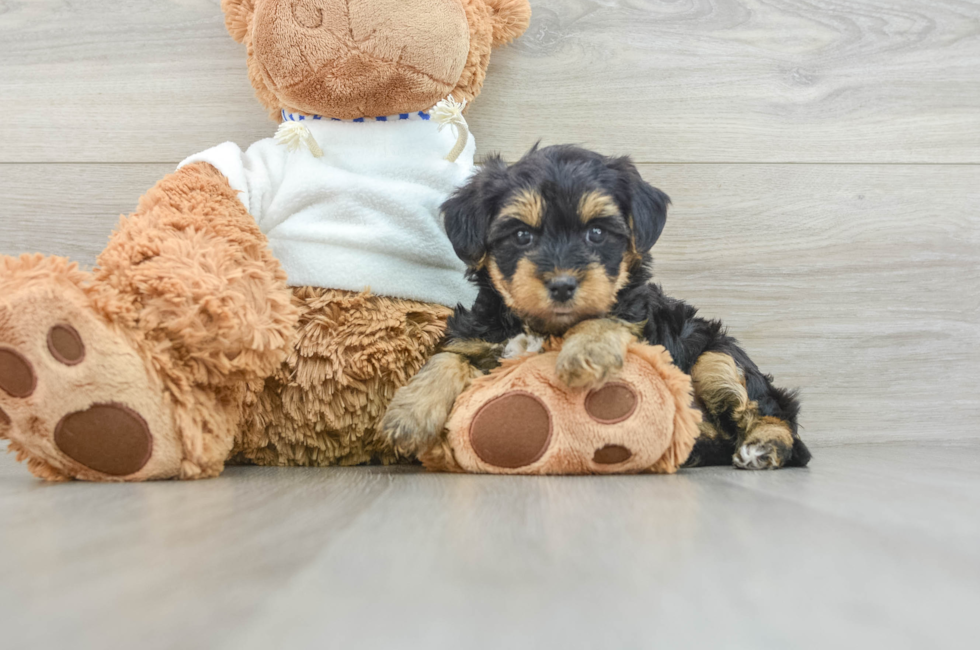 7 week old Yorkie Poo Puppy For Sale - Simply Southern Pups