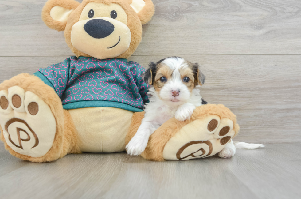 7 week old Yorkie Poo Puppy For Sale - Simply Southern Pups