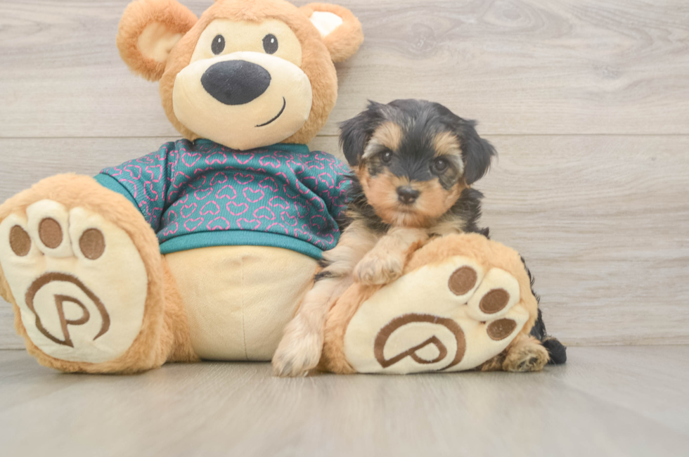 5 week old Yorkie Poo Puppy For Sale - Simply Southern Pups