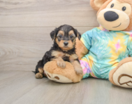 8 week old Yorkie Poo Puppy For Sale - Simply Southern Pups