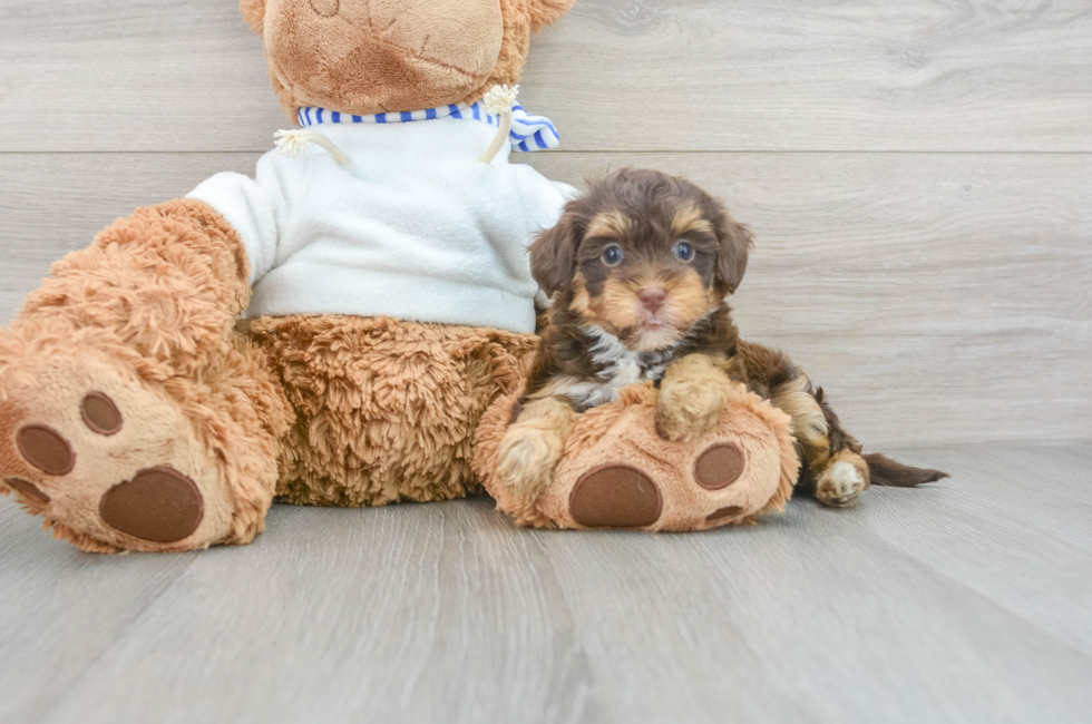 8 week old Yorkie Poo Puppy For Sale - Simply Southern Pups