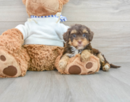 7 week old Yorkie Poo Puppy For Sale - Simply Southern Pups