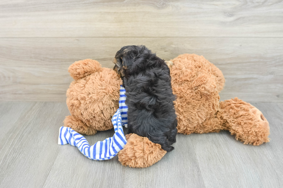 Yorkie Poo Puppy for Adoption