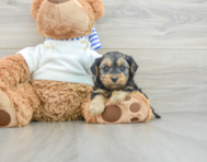 8 week old Yorkie Poo Puppy For Sale - Simply Southern Pups