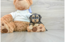 Funny Yorkie Poo Poodle Mix Pup