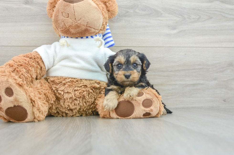 7 week old Yorkie Poo Puppy For Sale - Simply Southern Pups