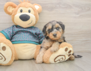 8 week old Yorkie Poo Puppy For Sale - Simply Southern Pups