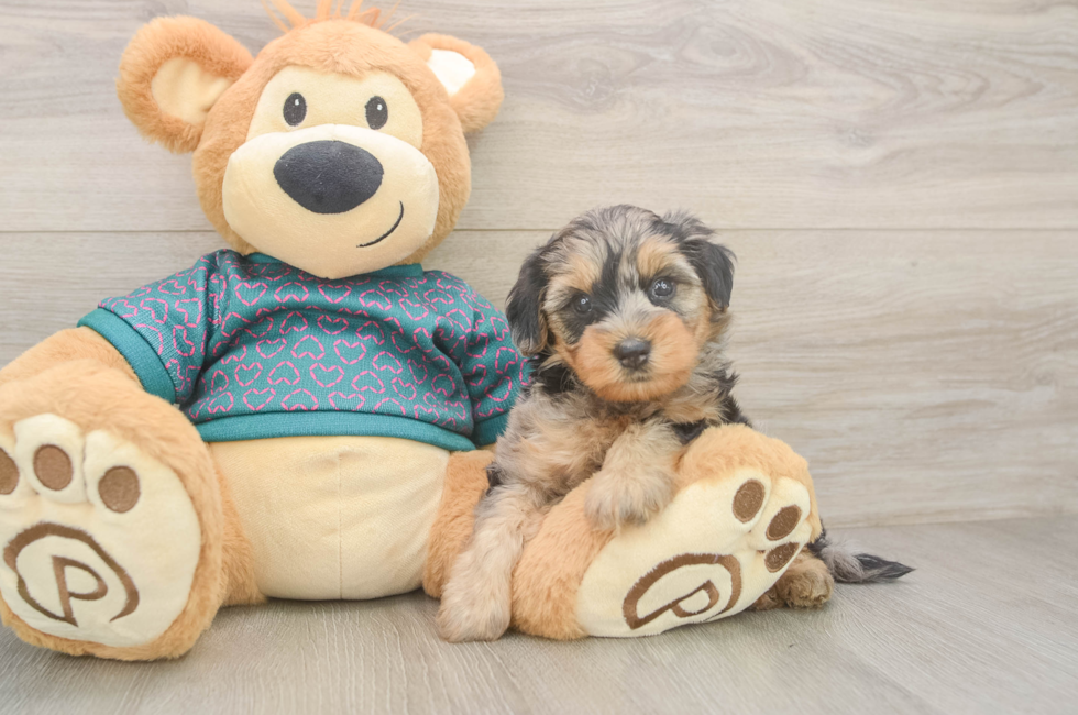 5 week old Yorkie Poo Puppy For Sale - Simply Southern Pups