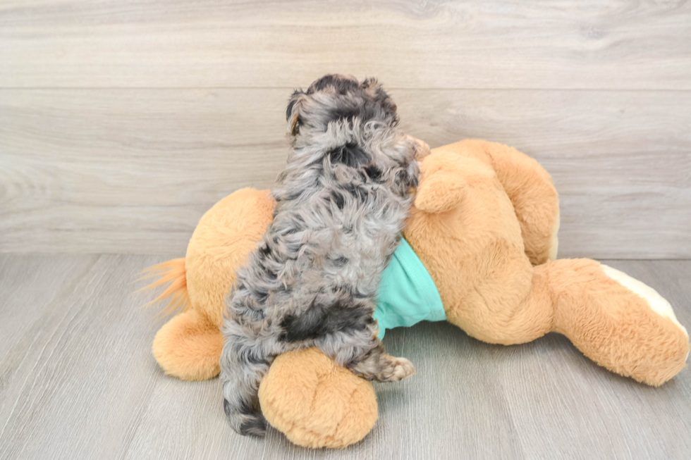 Petite Yorkie Poo Poodle Mix Pup