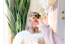 Yorkie Poo Puppy for Adoption