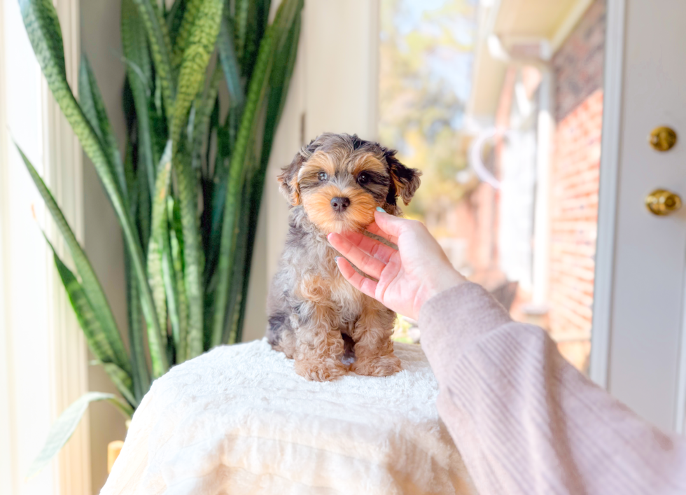 Yorkie Poo Puppy for Adoption