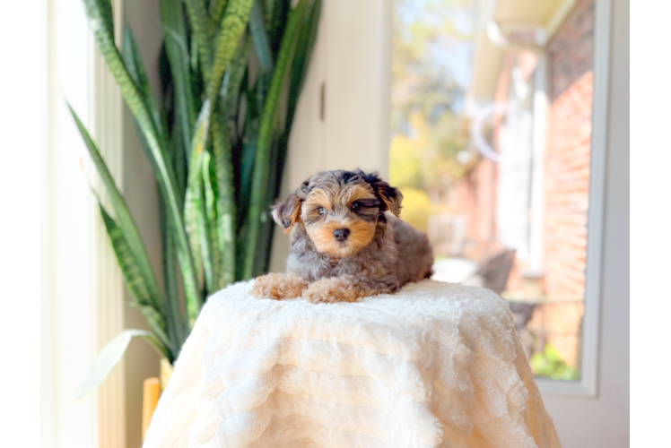 Yorkie Poo Pup Being Cute