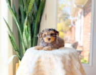 10 week old Yorkie Poo Puppy For Sale - Simply Southern Pups