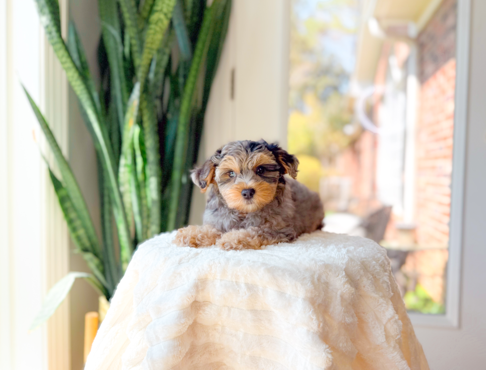 Yorkie Poo Pup Being Cute