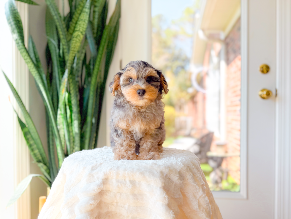 Cute Yorkie Poo Poodle Mix Pup