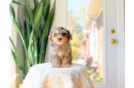 Cute Yorkie Poo Poodle Mix Pup