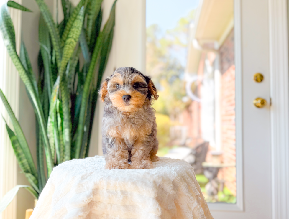Cute Yorkie Poo Poodle Mix Pup