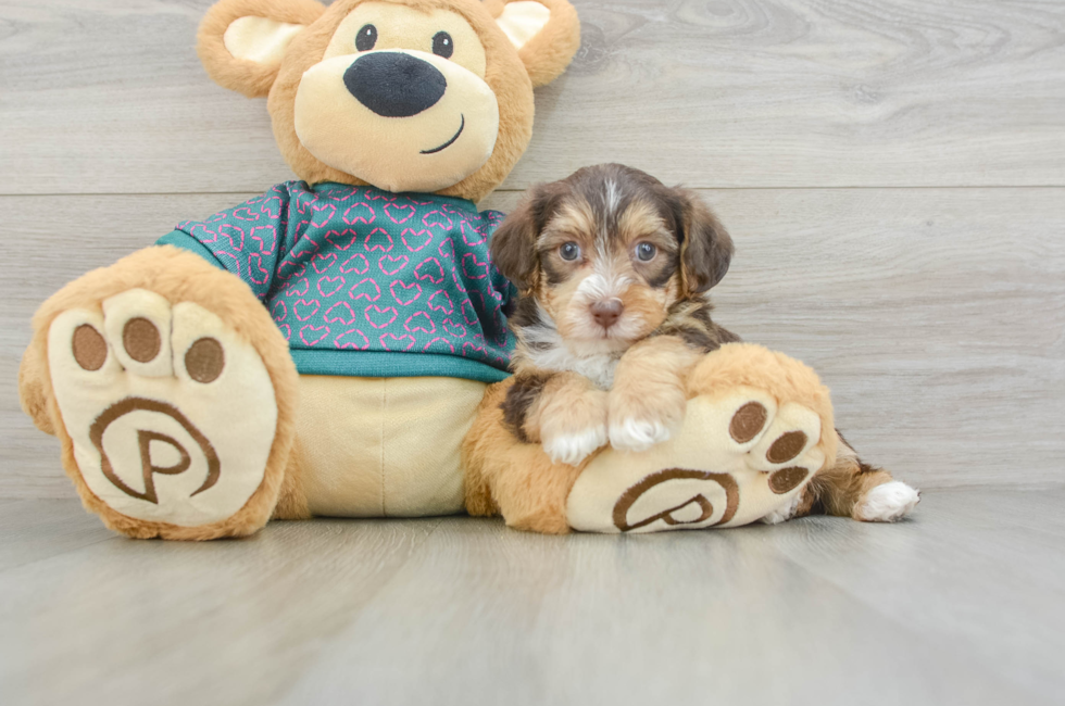 5 week old Yorkie Poo Puppy For Sale - Simply Southern Pups
