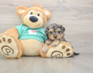 8 week old Yorkie Poo Puppy For Sale - Simply Southern Pups