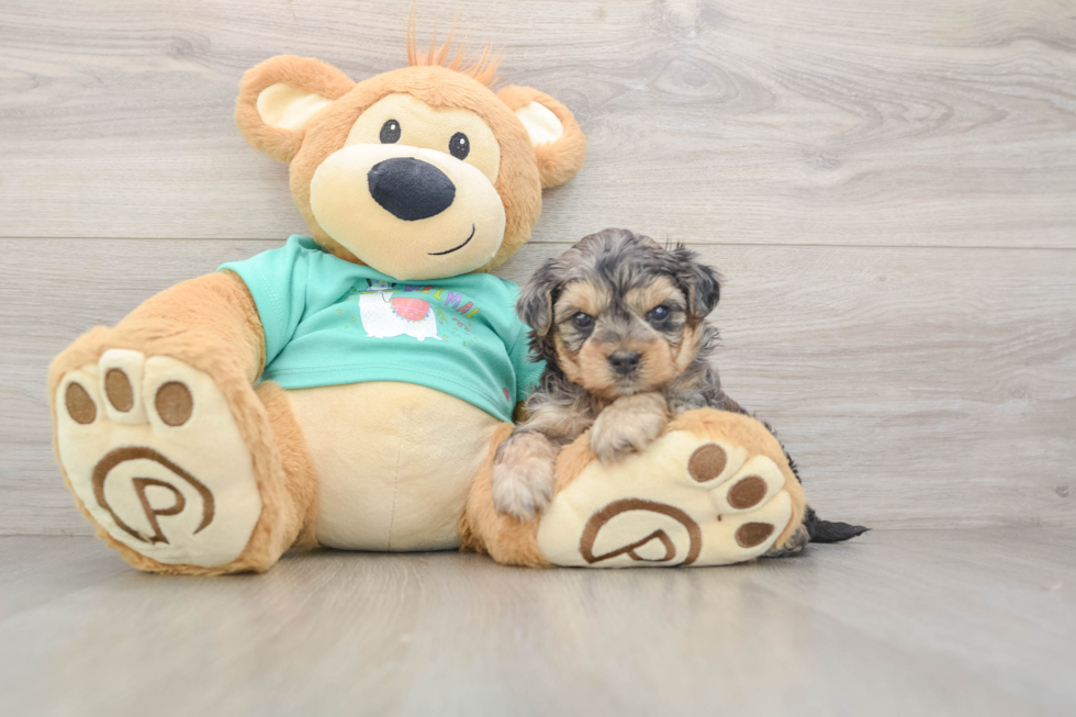 Yorkie Poo Pup Being Cute