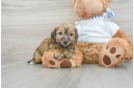 Adorable Yorkie Doodle Poodle Mix Puppy