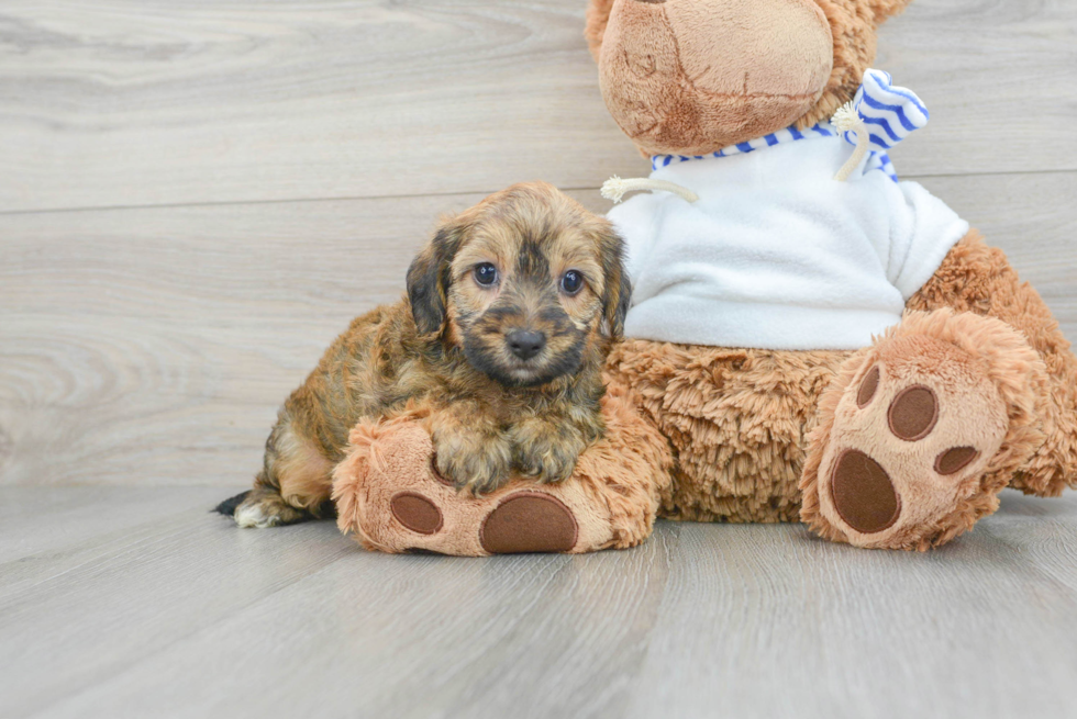 Adorable Yorkie Doodle Poodle Mix Puppy