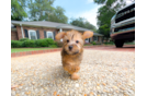 Yorkie Poo Puppy for Adoption