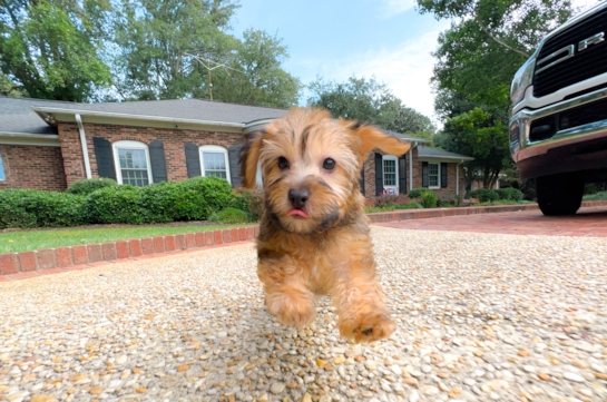 Cute Yorkie Doodle Poodle Mix Puppy