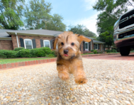 11 week old Yorkie Poo Puppy For Sale - Simply Southern Pups