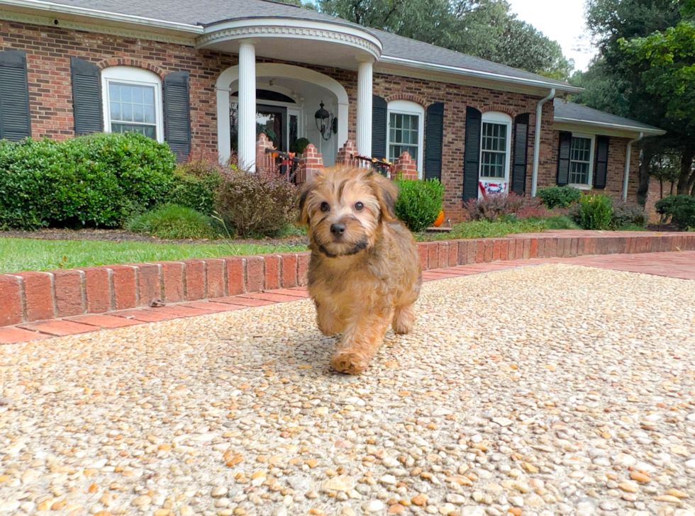 Best Yorkie Poo Baby