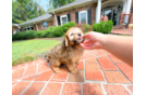 Cute Yorkie Poo Baby