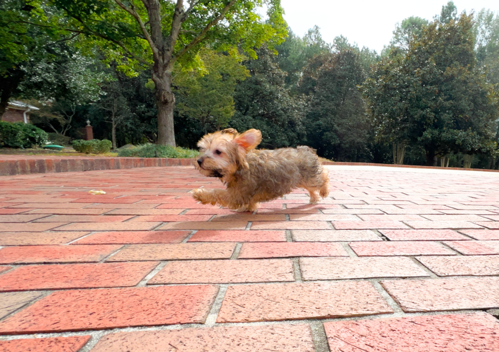 Yorkie Poo Pup Being Cute