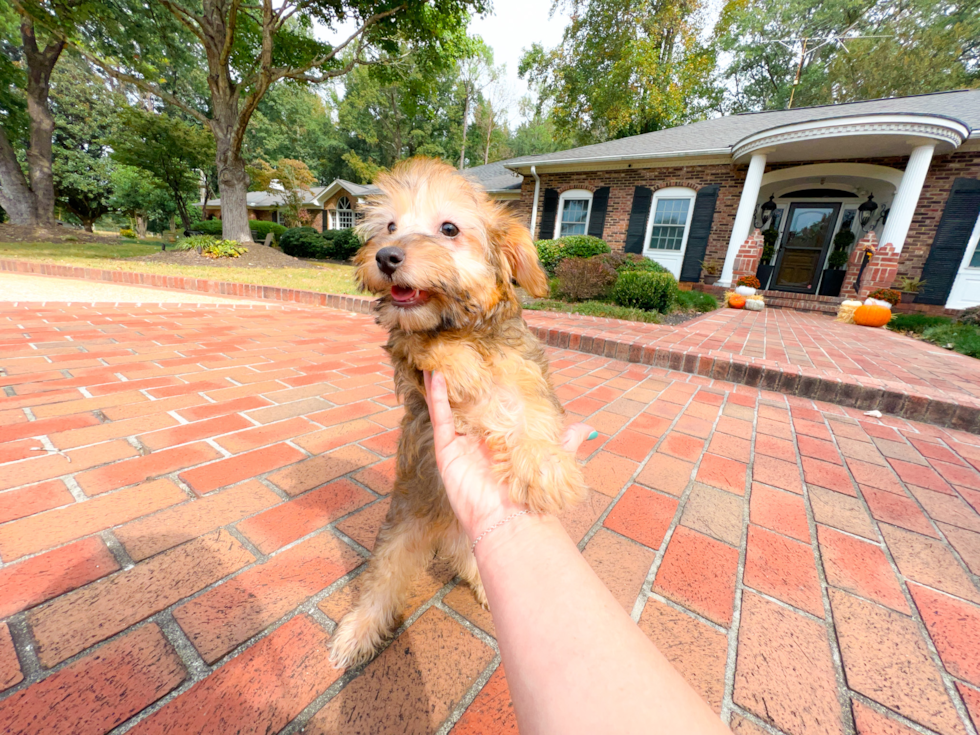 Yorkie Poo Pup Being Cute