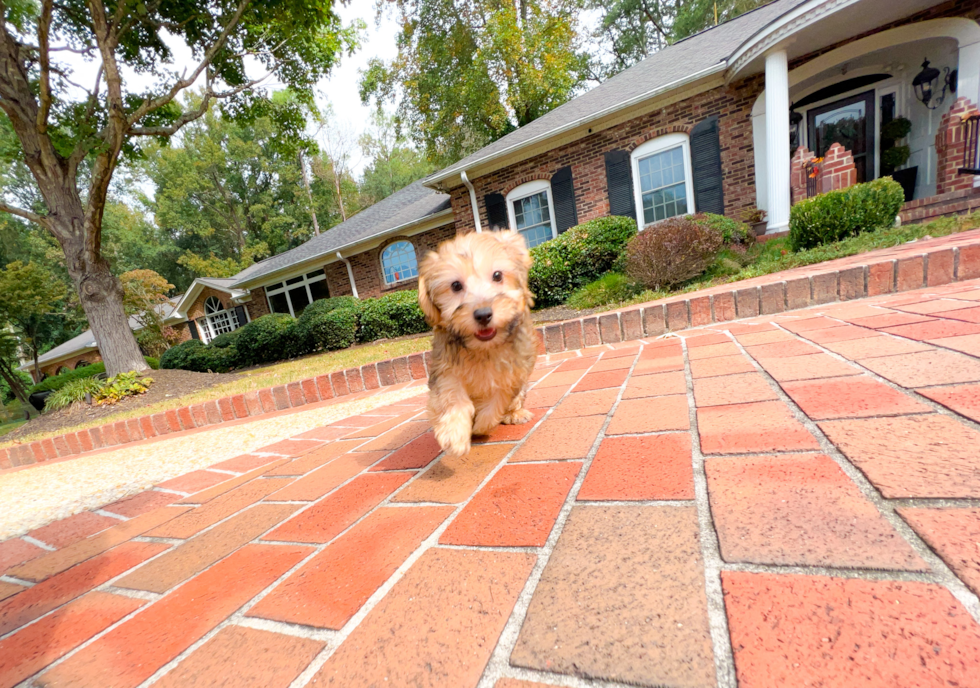 Cute Yorkie Doodle Poodle Mix Puppy