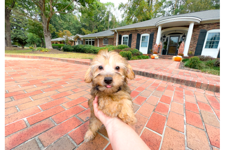 Cute Yorkie Doodle Poodle Mix Puppy