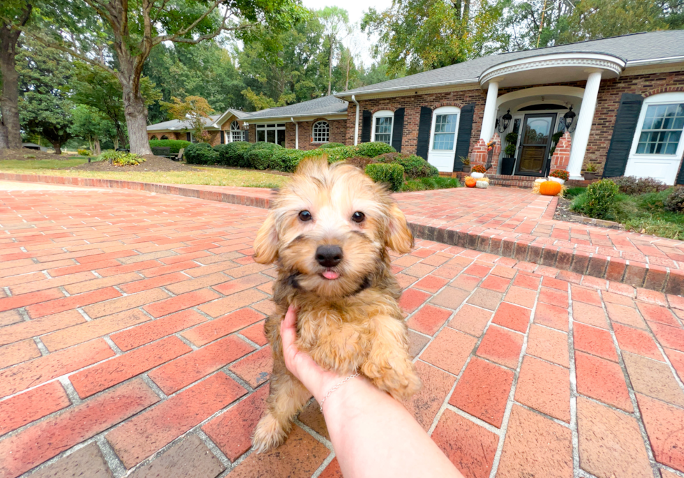 Cute Yorkie Doodle Poodle Mix Puppy