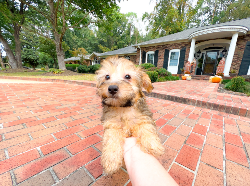 Best Yorkie Poo Baby