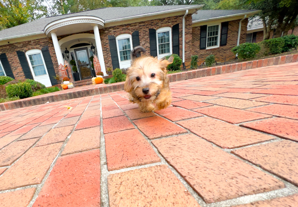 Yorkie Poo Puppy for Adoption
