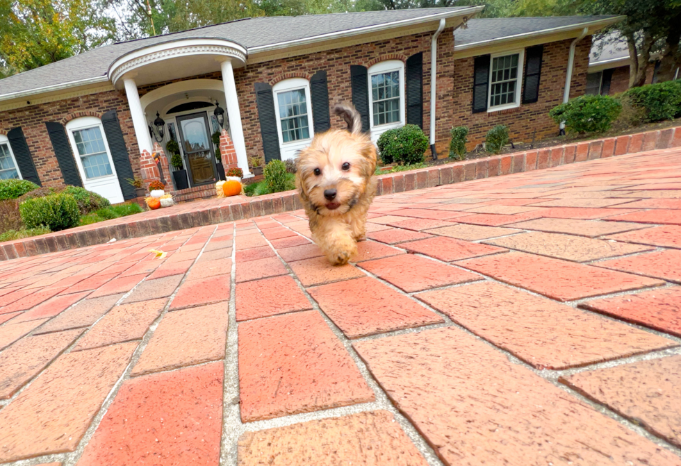 Yorkie Poo Pup Being Cute