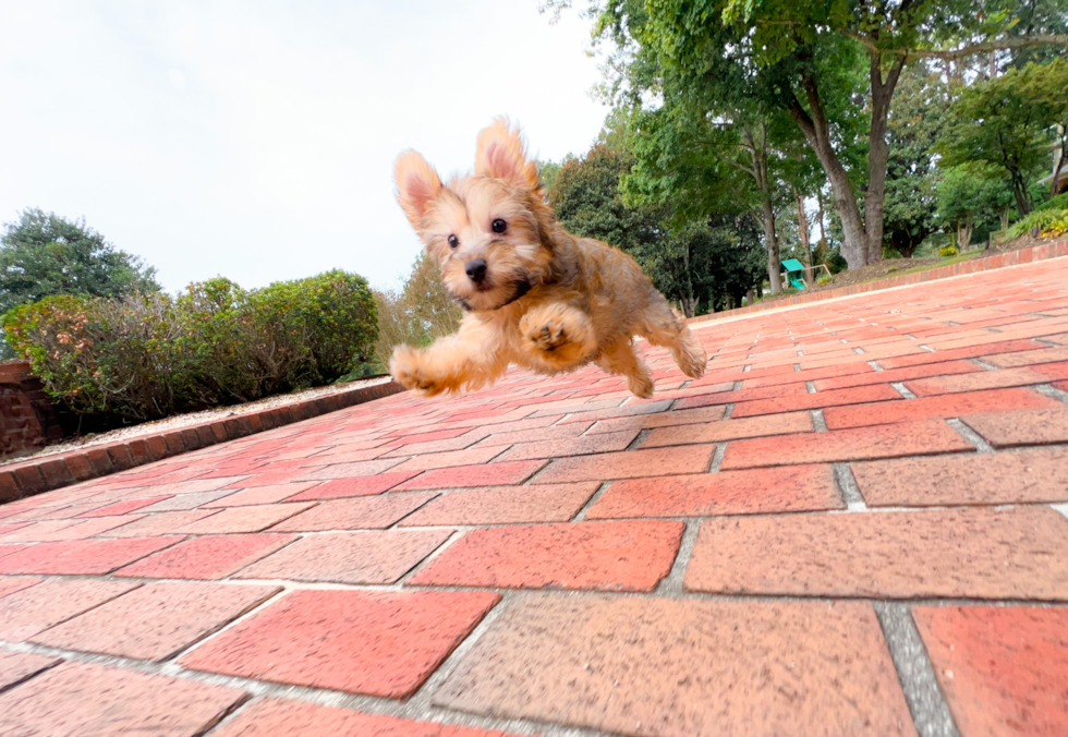 Yorkie Poo Puppy for Adoption