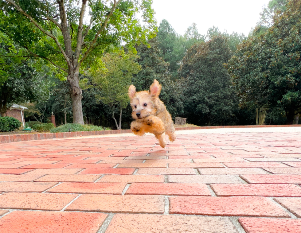 Yorkie Poo Pup Being Cute