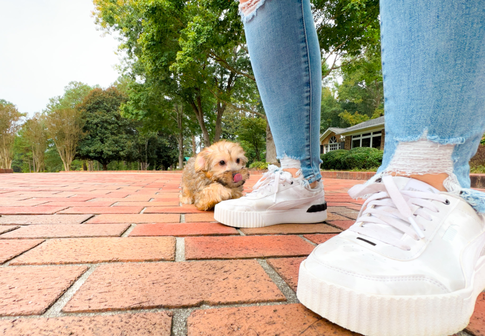Best Yorkie Poo Baby