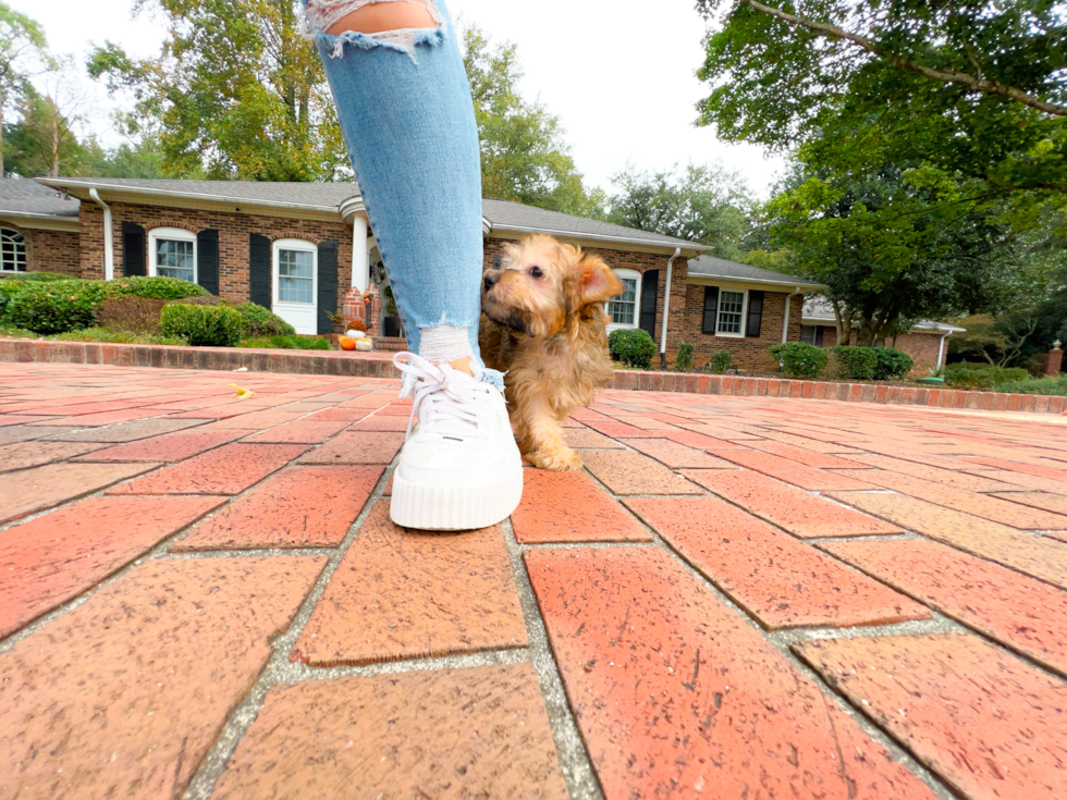 Best Yorkie Poo Baby