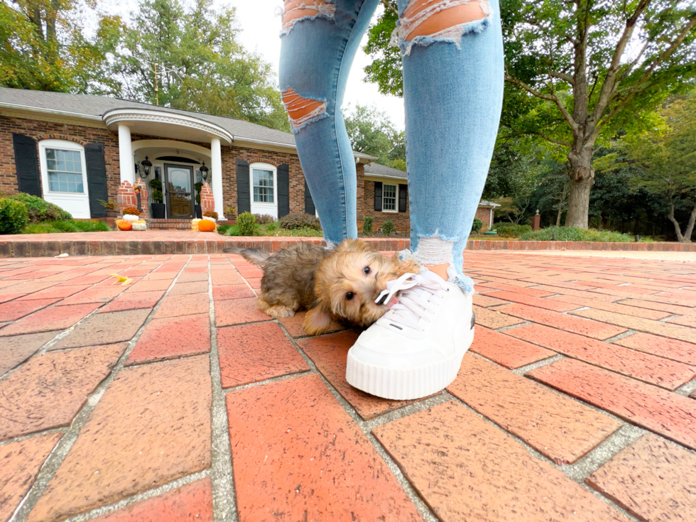 Yorkie Poo Pup Being Cute