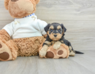 6 week old Yorkie Poo Puppy For Sale - Simply Southern Pups