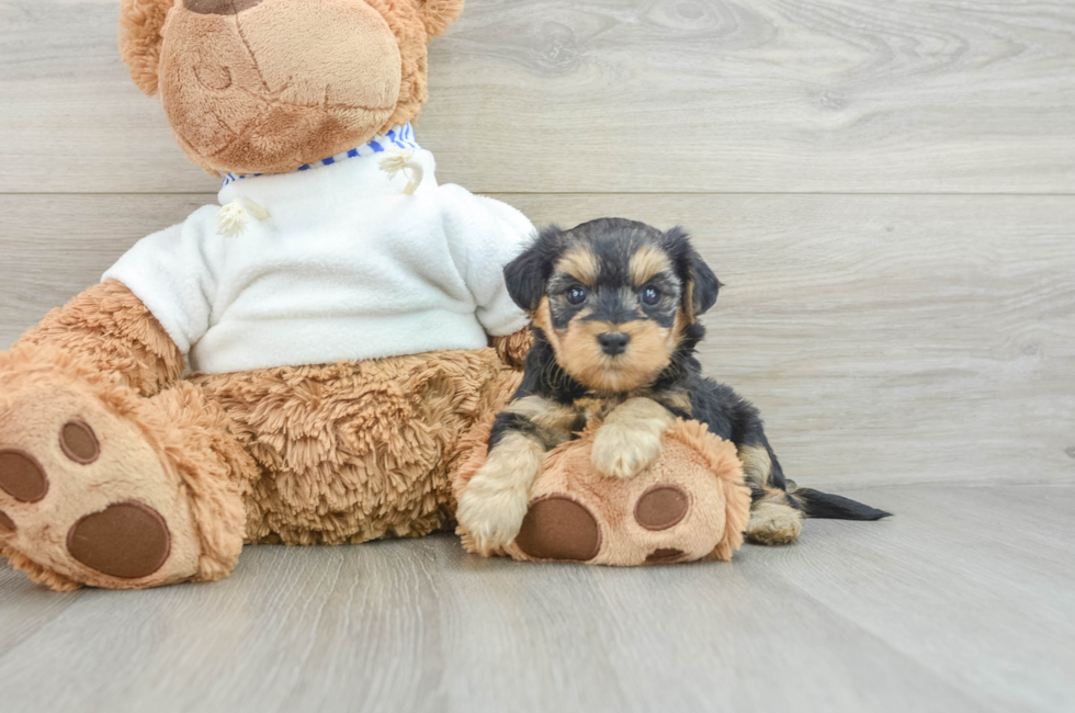 7 week old Yorkie Poo Puppy For Sale - Simply Southern Pups