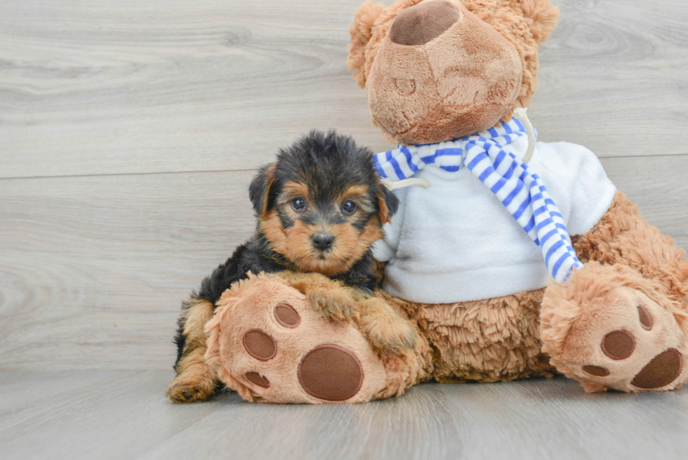 Yorkie Poo Puppy for Adoption
