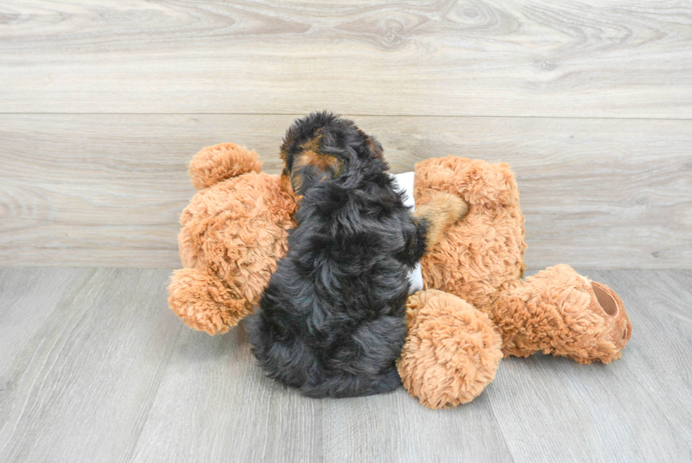 Best Yorkie Poo Baby