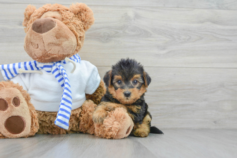 Yorkie Poo Puppy for Adoption