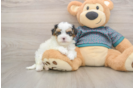 Yorkie Poo Pup Being Cute